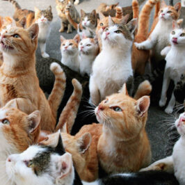 aoshima l'isola dei gatti