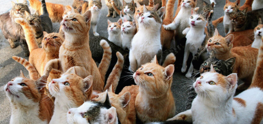aoshima l'isola dei gatti