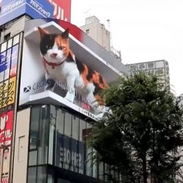 gatto-gigantesco